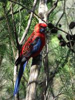 Blue Mountains &ndash; &copy; Anett Scheffler (Eberhardt TRAVEL)