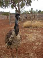 Auf dem Weg von Alice zum Uluru (5) &ndash; &copy; Anett Scheffler (Eberhardt TRAVEL)