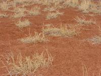 Auf dem Weg von Alice zum Uluru (9) &ndash; &copy; Anett Scheffler (Eberhardt TRAVEL)