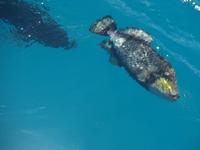 Great Barrier Reef (15) &ndash; &copy; Anett Scheffler (Eberhardt TRAVEL)
