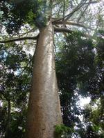 Skyrail nach Kuranda (6) &ndash; &copy; Anett Scheffler (Eberhardt TRAVEL)