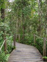 Skyrail nach Kuranda (7) &ndash; &copy; Anett Scheffler (Eberhardt TRAVEL)
