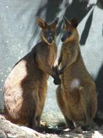 Im Rainforest Habitat Wildlifepark (12) &ndash; &copy; Anett Scheffler (Eberhardt TRAVEL)