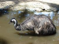 Im Rainforest Habitat Wildlifepark (13) &ndash; &copy; Anett Scheffler (Eberhardt TRAVEL)
