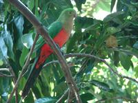 Im Rainforest Habitat Wildlifepark (14) &ndash; &copy; Anett Scheffler (Eberhardt TRAVEL)