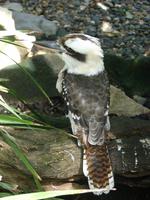 Im Rainforest Habitat Wildlifepark (4) &ndash; &copy; Anett Scheffler (Eberhardt TRAVEL)
