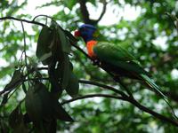 Im Rainforest Habitat Wildlifepark (5) &ndash; &copy; Anett Scheffler (Eberhardt TRAVEL)