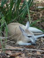 Im Rainforest Habitat Wildlifepark (6) &ndash; &copy; Anett Scheffler (Eberhardt TRAVEL)
