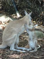 Im Rainforest Habitat Wildlifepark (7) &ndash; &copy; Anett Scheffler (Eberhardt TRAVEL)