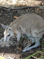 Im Rainforest Habitat Wildlifepark (9) &ndash; &copy; Anett Scheffler (Eberhardt TRAVEL)