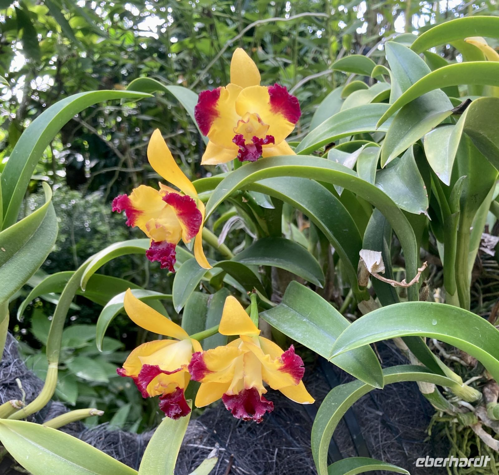 Botanischer Garten &ndash; &copy; Mareike Schmidt (Eberhardt TRAVEL)
