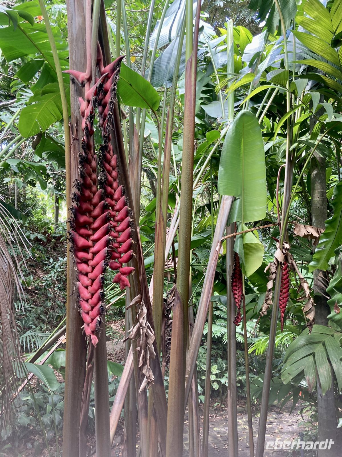 Botanischer Garten &ndash; &copy; Mareike Schmidt (Eberhardt TRAVEL)