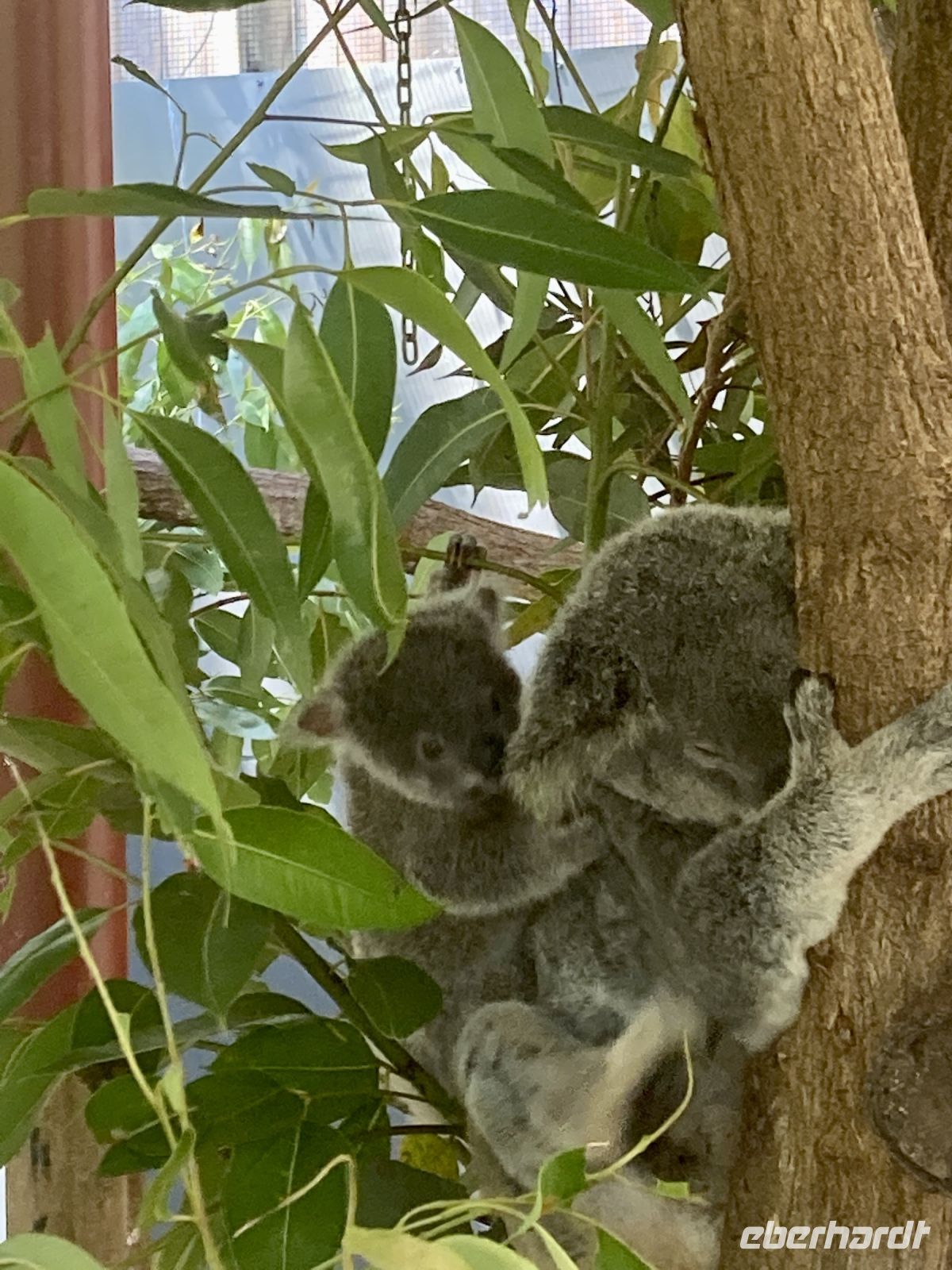 Koalas &ndash; &copy; Mareike Schmidt (Eberhardt TRAVEL)