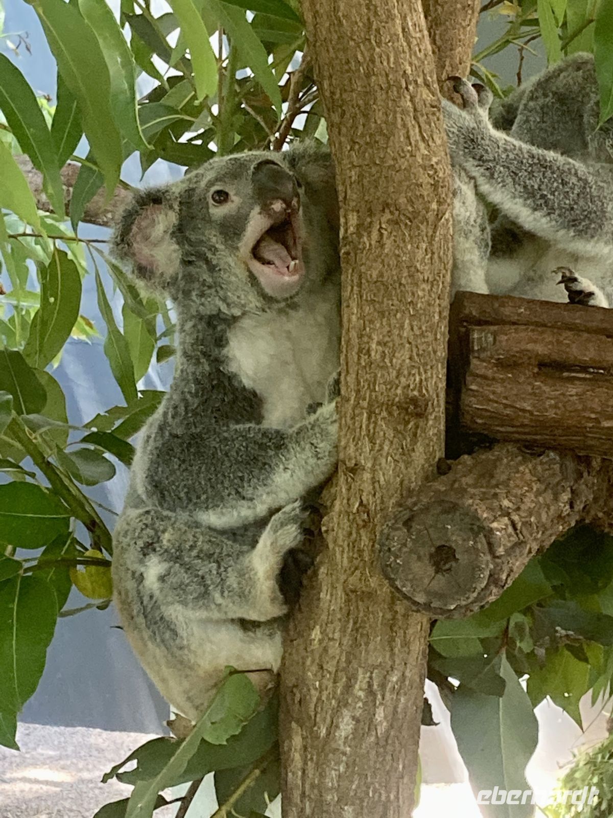 Koalas &ndash; &copy; Mareike Schmidt (Eberhardt TRAVEL)