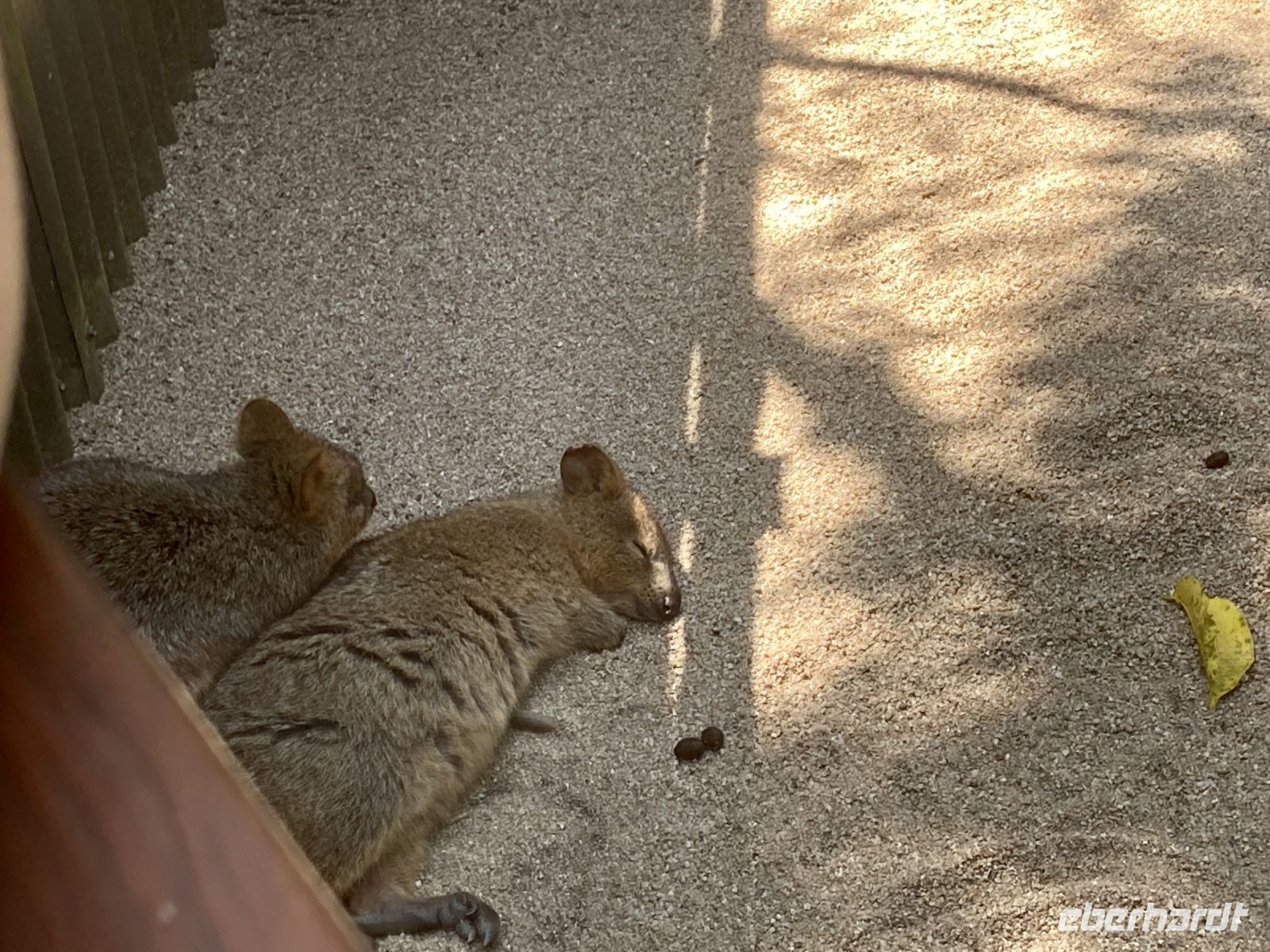 Quokkas &ndash; &copy; Mareike Schmidt (Eberhardt TRAVEL)