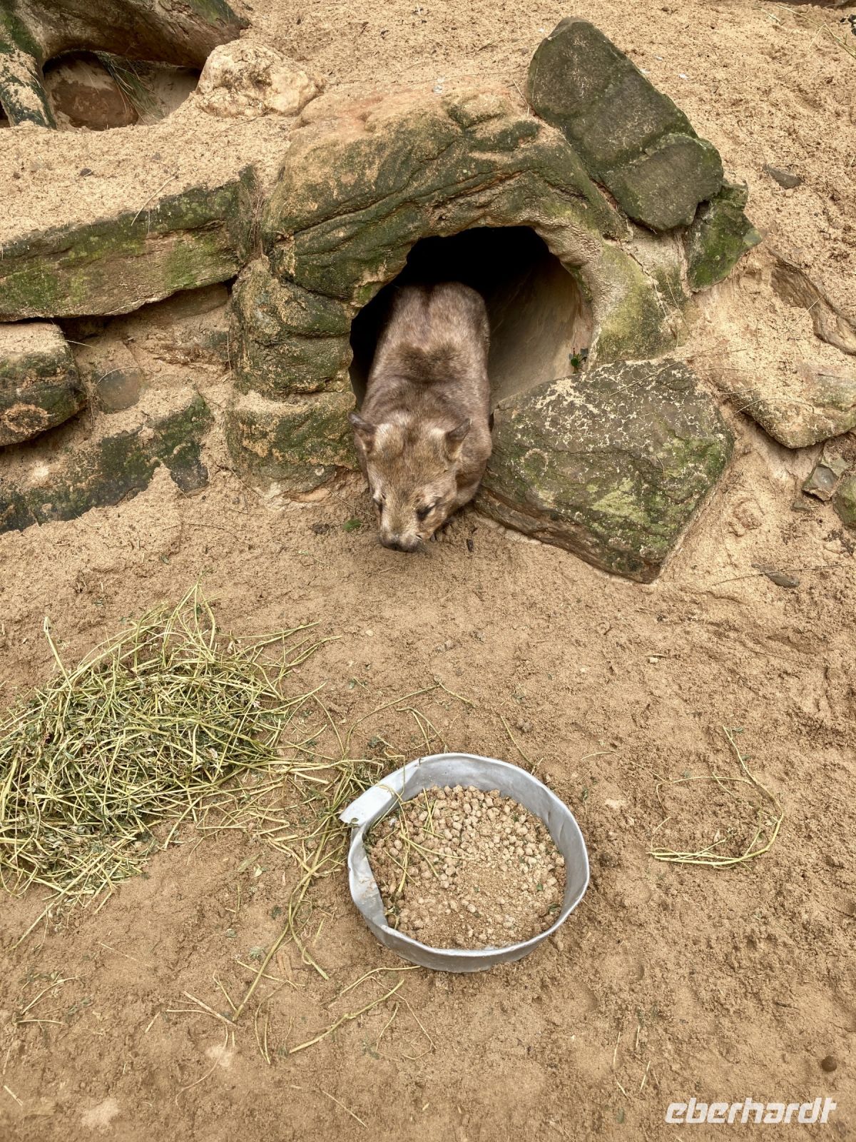 Wombat &ndash; &copy; Mareike Schmidt (Eberhardt TRAVEL)
