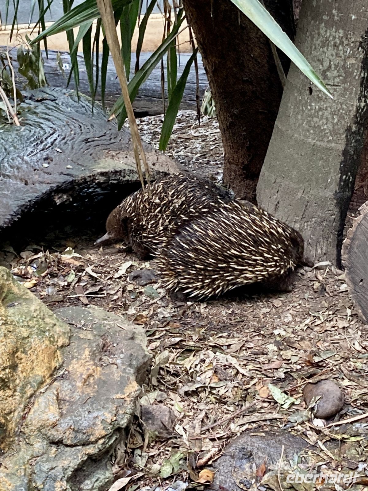 Echidnas &ndash; &copy; Mareike Schmidt (Eberhardt TRAVEL)