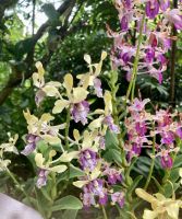 Botanischer Garten &ndash; &copy; Mareike Schmidt (Eberhardt TRAVEL)