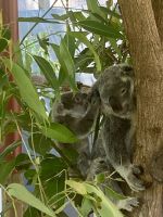 Koalas &ndash; &copy; Mareike Schmidt (Eberhardt TRAVEL)