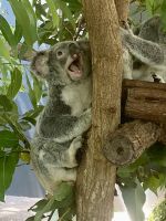Koalas &ndash; &copy; Mareike Schmidt (Eberhardt TRAVEL)