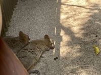 Quokkas &ndash; &copy; Mareike Schmidt (Eberhardt TRAVEL)