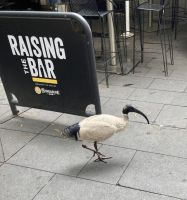 Ibis &ndash; &copy; Mareike Schmidt (Eberhardt TRAVEL)