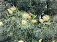 Loris Papagei &ndash; &copy; Mareike Schmidt (Eberhardt TRAVEL)