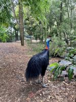 Der Kasuar &ndash; &copy; Mareike Schmidt (Eberhardt TRAVEL)