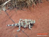 Thorny Devil &ndash; &copy; René Wächtler (Eberhardt TRAVEL)