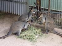 Wallabies &ndash; &copy; René Wächtler (Eberhardt TRAVEL)