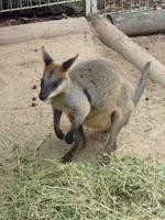 Wallabie &ndash; &copy; René Wächtler (Eberhardt TRAVEL)