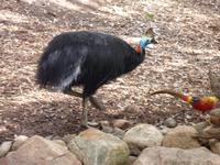 Cassowary &ndash; &copy; René Wächtler (Eberhardt TRAVEL)