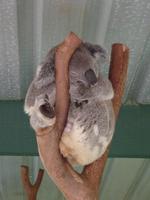 Koala &ndash; &copy; René Wächtler (Eberhardt TRAVEL)
