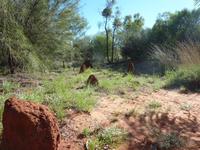 Im Alice Springs Desert Park &ndash; &copy; René Wächtler (Eberhardt TRAVEL)