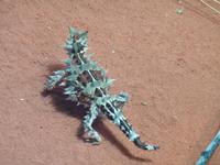 Thorny Devil &ndash; &copy; René Wächtler (Eberhardt TRAVEL)