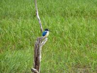 Kingfisher &ndash; &copy; René Wächtler (Eberhardt TRAVEL)