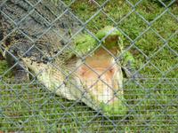 Beware of Crocs! &ndash; &copy; René Wächtler (Eberhardt TRAVEL)