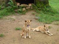 Dingos &ndash; &copy; René Wächtler (Eberhardt TRAVEL)