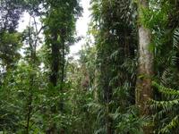 Mamu Canopy Walk &ndash; &copy; René Wächtler (Eberhardt TRAVEL)