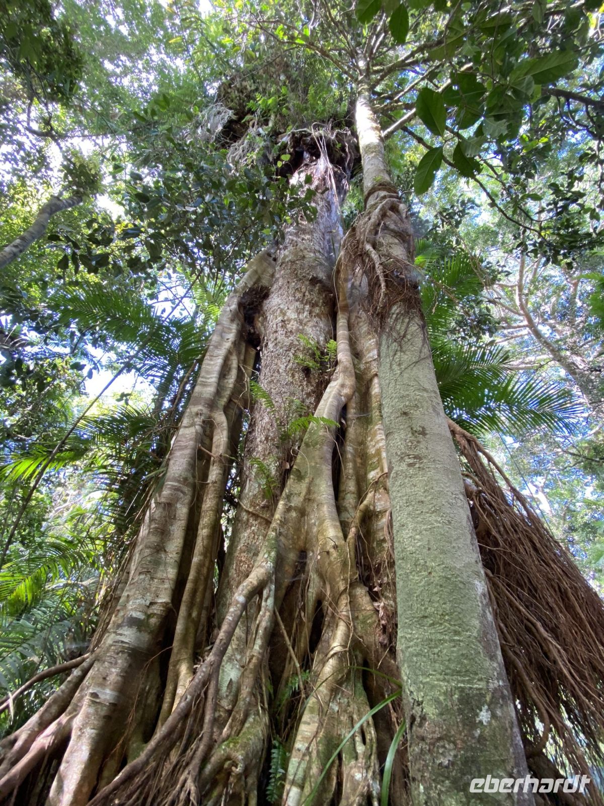 Würgefeige in Kuranda &ndash; &copy; Anne Fohlert (Eberhardt TRAVEL)
