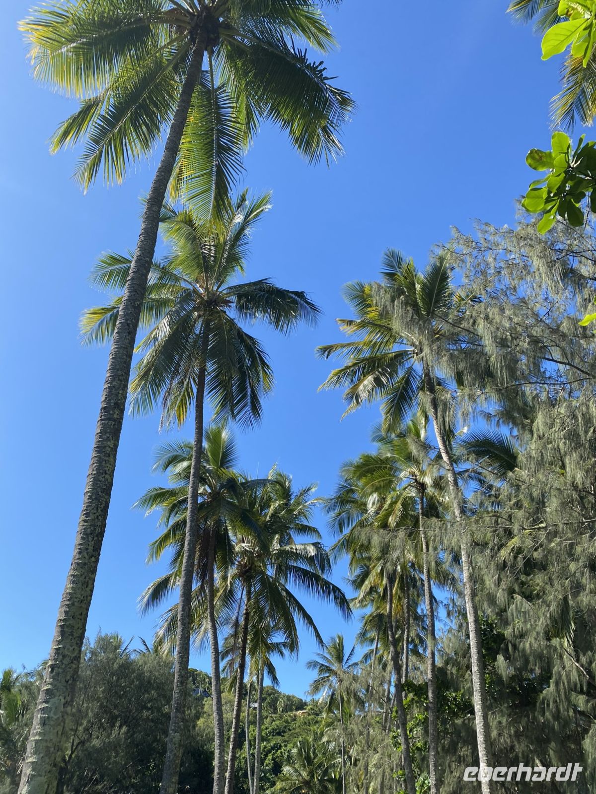 Palm Cove Port Douglas &ndash; &copy; Anne Fohlert (Eberhardt TRAVEL)
