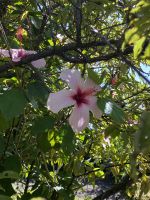 Hibiscus im Royal Botanic Garden Melbourne &ndash; &copy; Anne Fohlert (Eberhardt TRAVEL)
