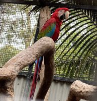 Ara im Featherdale Wildlifepark &ndash; &copy; Anne Fohlert (Eberhardt TRAVEL)