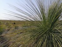 Gras Trees &ndash; &copy; Jürgen Müller (Eberhardt TRAVEL)