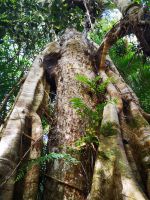 Regenwald Exkursion &ndash; &copy; Jürgen Müller (Eberhardt TRAVEL)