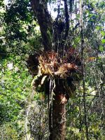 Regenwald Exkursion &ndash; &copy; Jürgen Müller (Eberhardt TRAVEL)