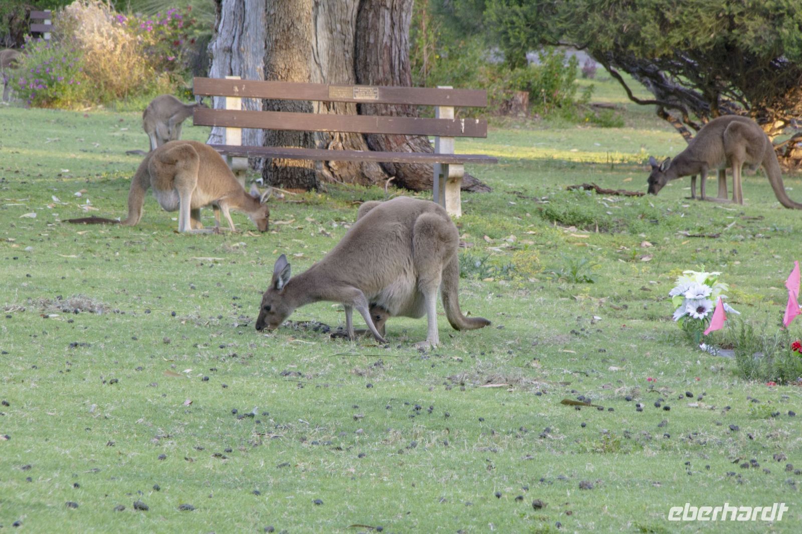 060 – Australien, Känguru &ndash; &copy; Vivien Fiedler (Eberhardt TRAVEL)