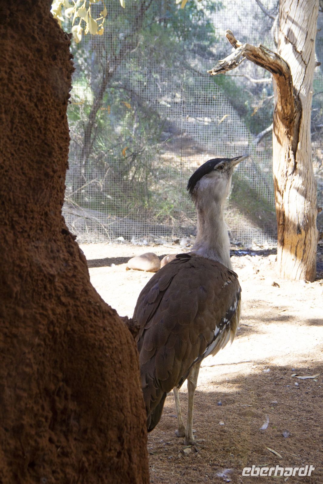 109 – Australien, Alice Springs, Desert Park &ndash; &copy; Vivien Fiedler (Eberhardt TRAVEL)