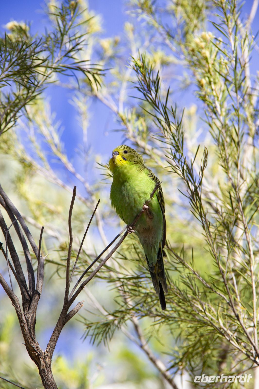 110 – Australien, Alice Springs, Desert Park &ndash; &copy; Vivien Fiedler (Eberhardt TRAVEL)