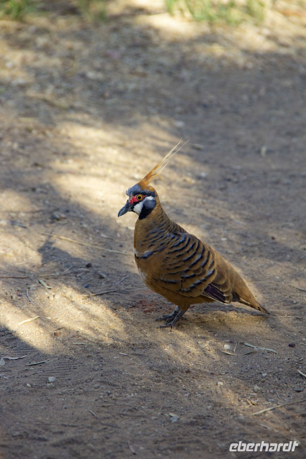118 – Australien, Alice Springs, Desert Park &ndash; &copy; Vivien Fiedler (Eberhardt TRAVEL)